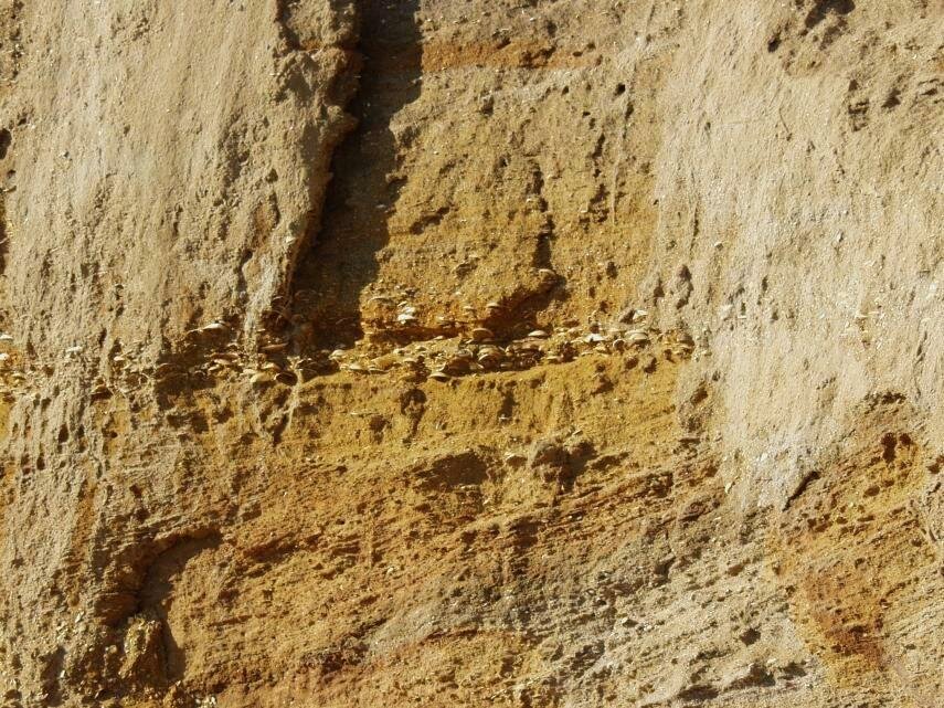 Photograph of Pleistocene Red Crag showing a band of fossils, Walton-on-the-Naze, Essex, England
