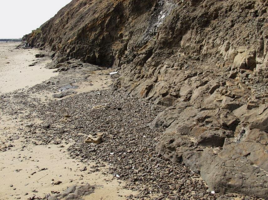 Fossils, London Clay, Walton-on-the-Naze, Essex, England, Great Britain