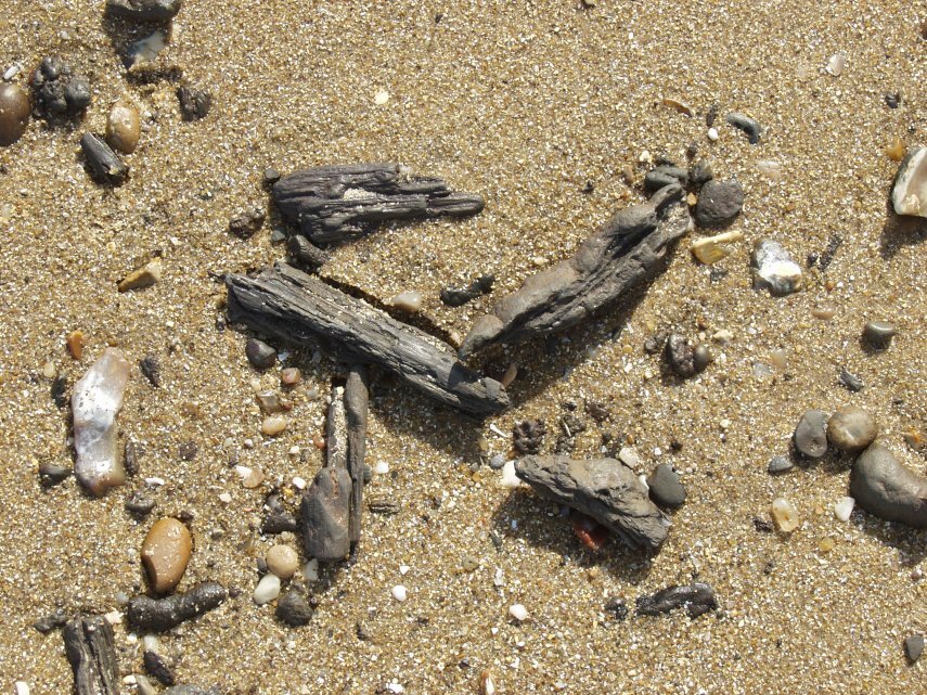 Fossil Wood from the London Clay, Walton-on-the-Naze, Essex, England, Great Britain