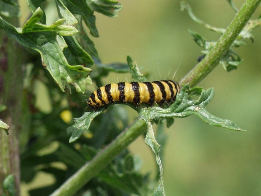 A Cinnabar Moth Larva, St. Catherine's Hill, Winchester, Hampshire, England, Great Britain