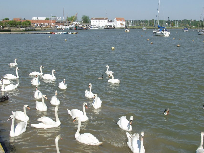 The River Deben, Woodbridge, Suffolk, England, Great Britain