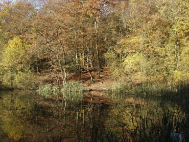 Picture of the area around Jack's Hill, Epping Forest, Essex, England