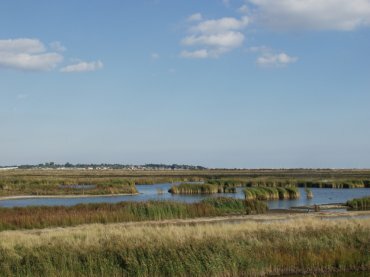 Picture of the Essex Marshes at Salcott, Essex, England